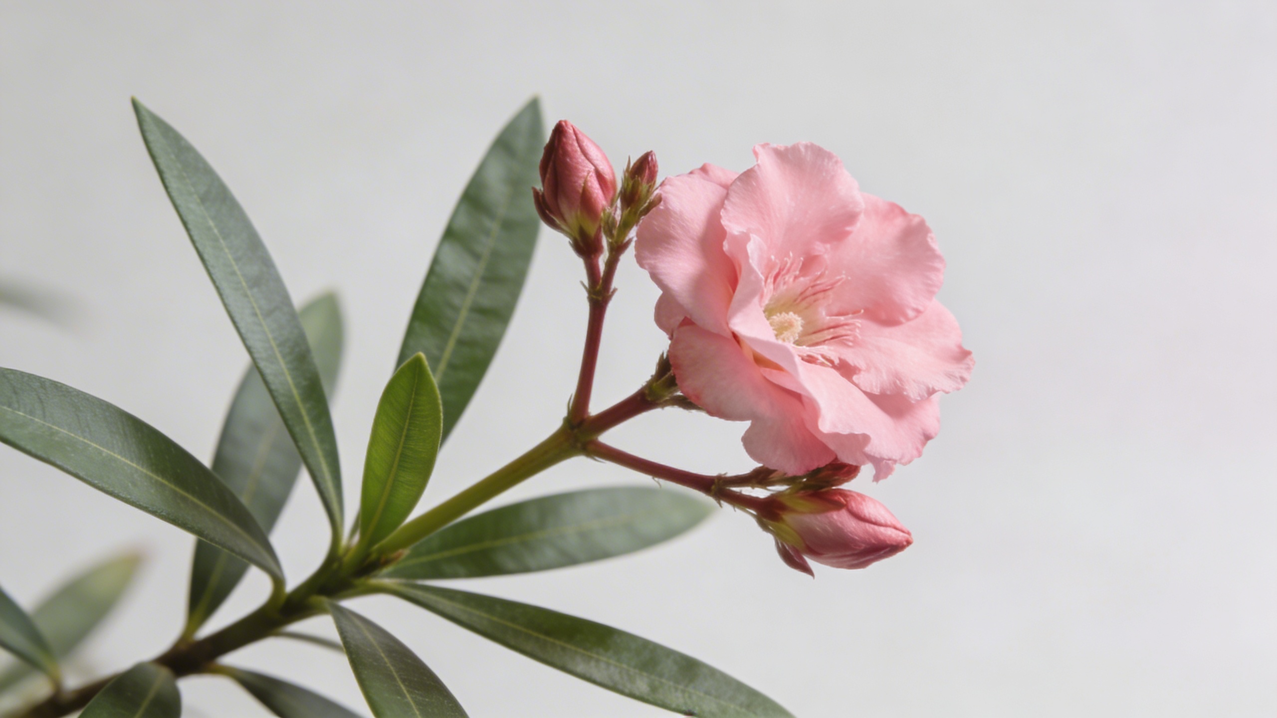 Branche de laurier rose florissante en gros plan